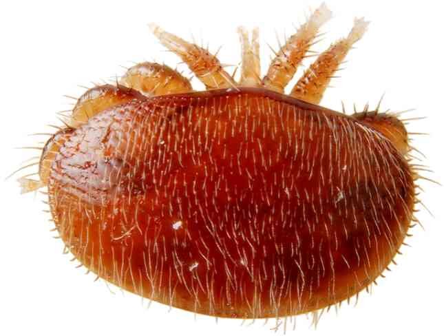 Varroa Mite