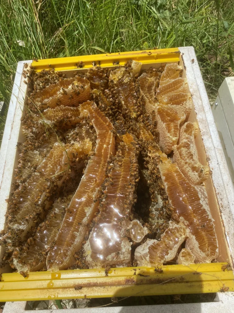 Beehive 1 392876 1600 An open Wanderer Honey hive full of comb and bees
