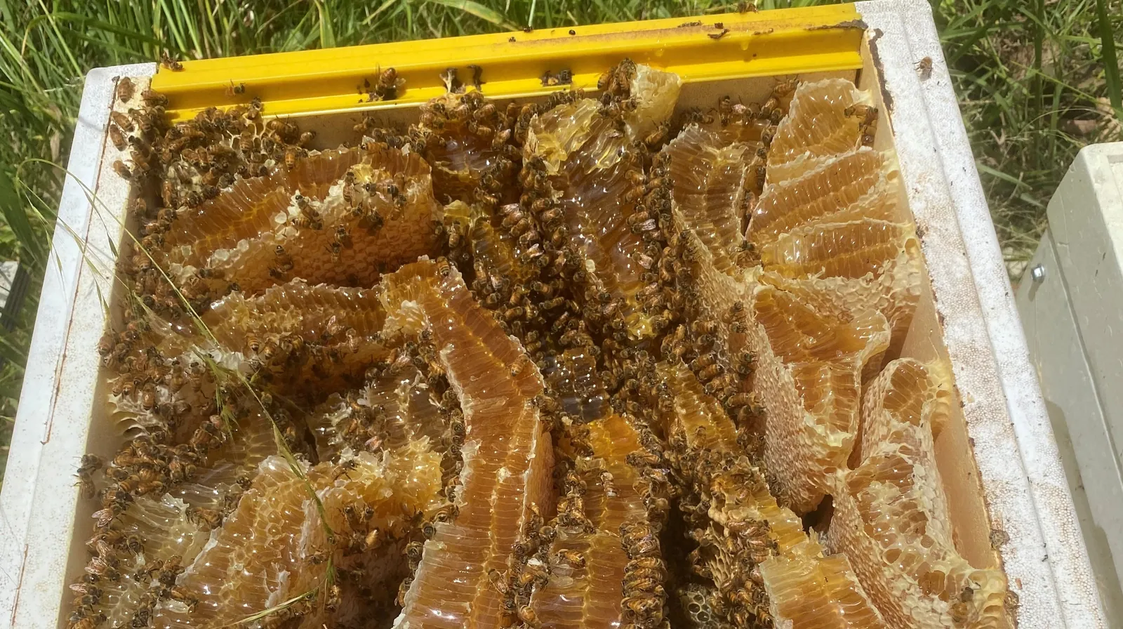 Beehive 1 Df317f 1600 Honeycomb and bees inside one of our hives