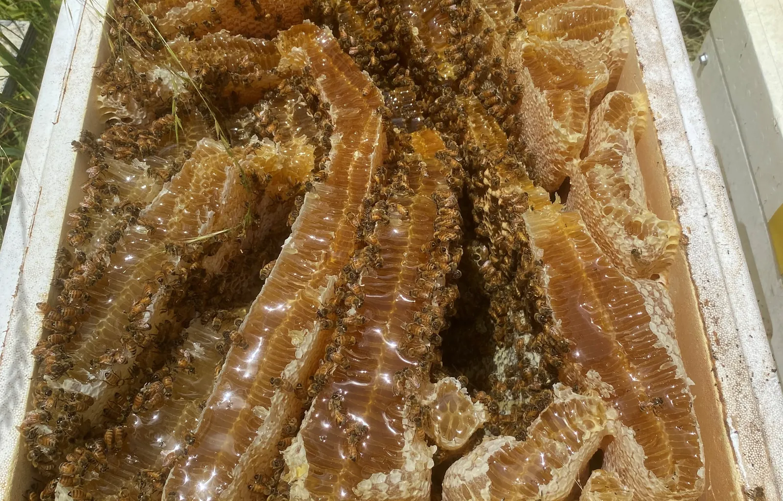 Beehive 2 706502 1600 Looking down into one of our hives, packed with honeycomb