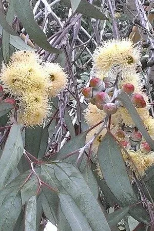 Blackbutt Honey 3 1 Jpg 3d2774 300