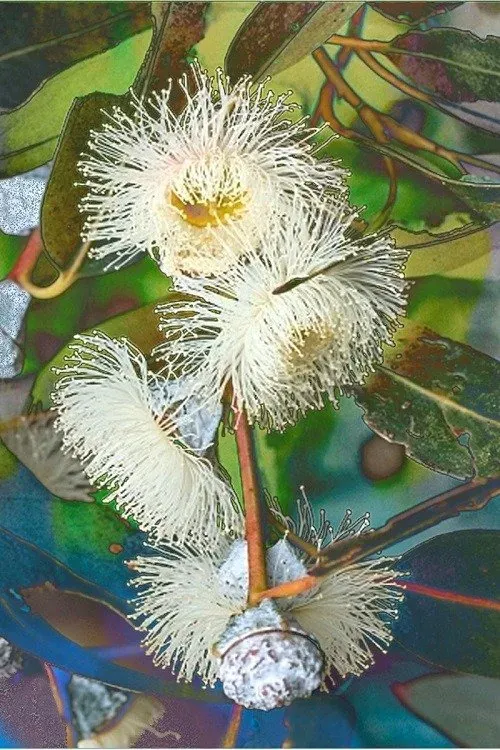 Blue Gum 2 Jpg 5bf255 500